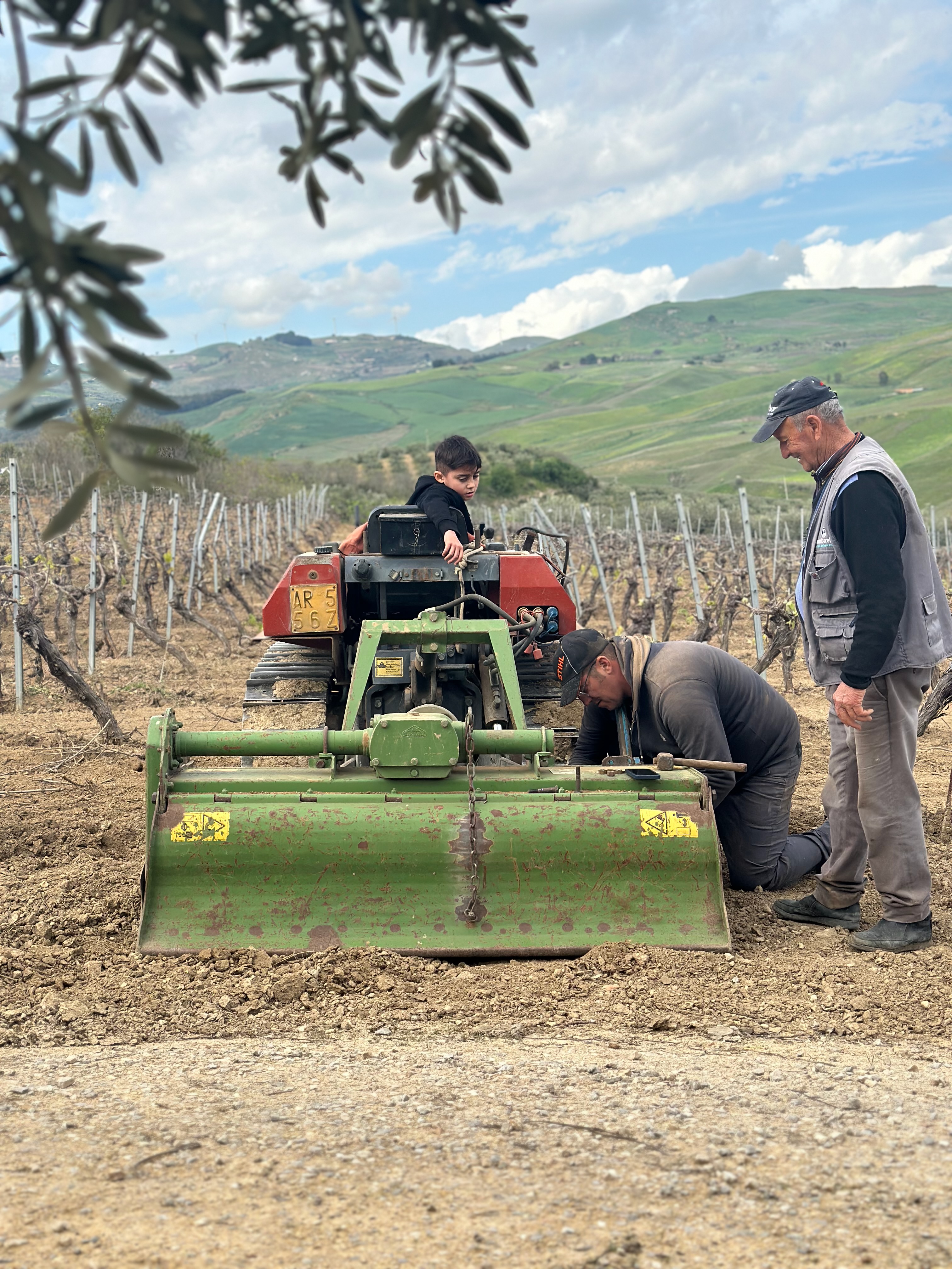 Working the vineyard