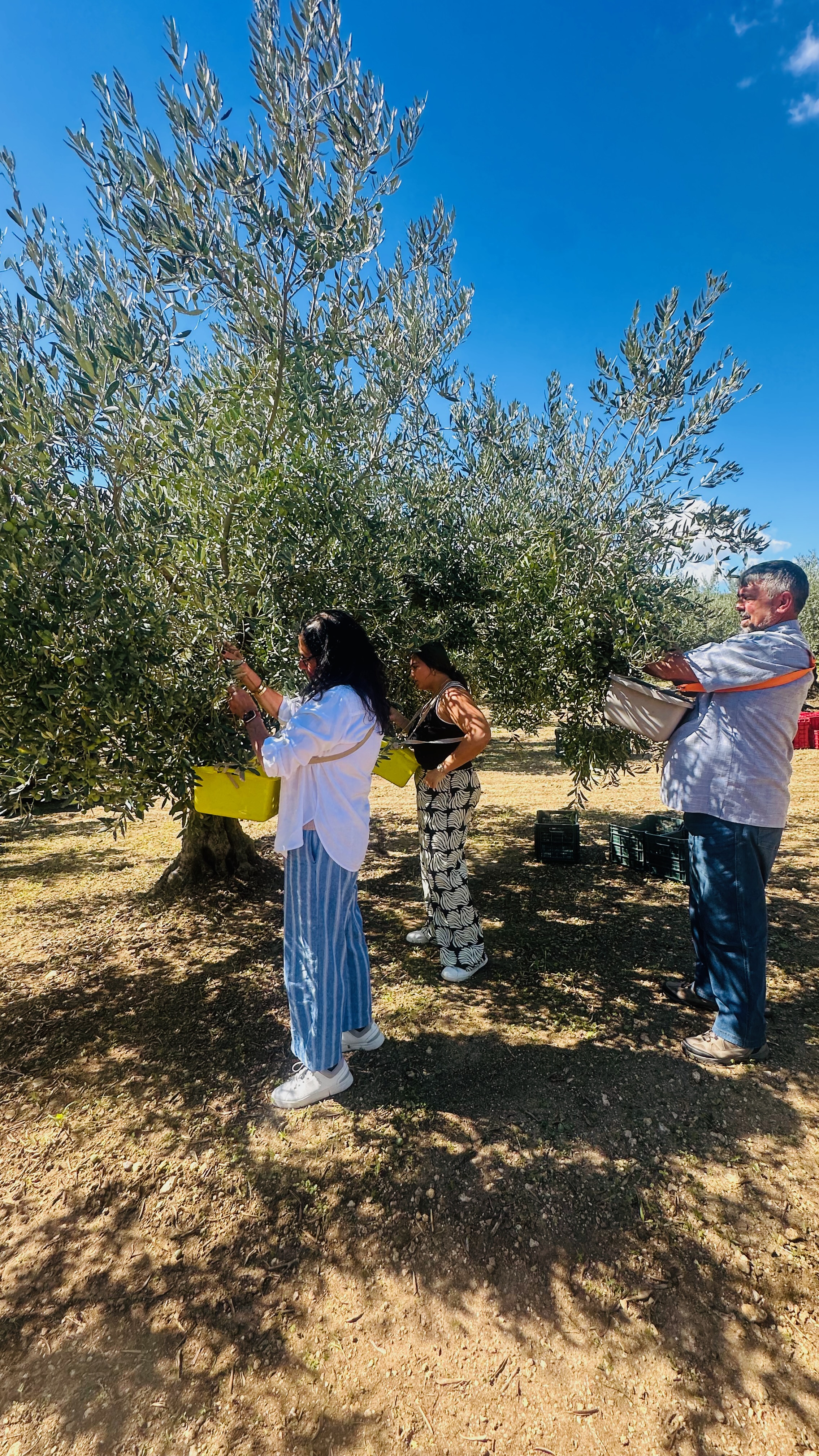 The Sparacia olive farm, Partanna