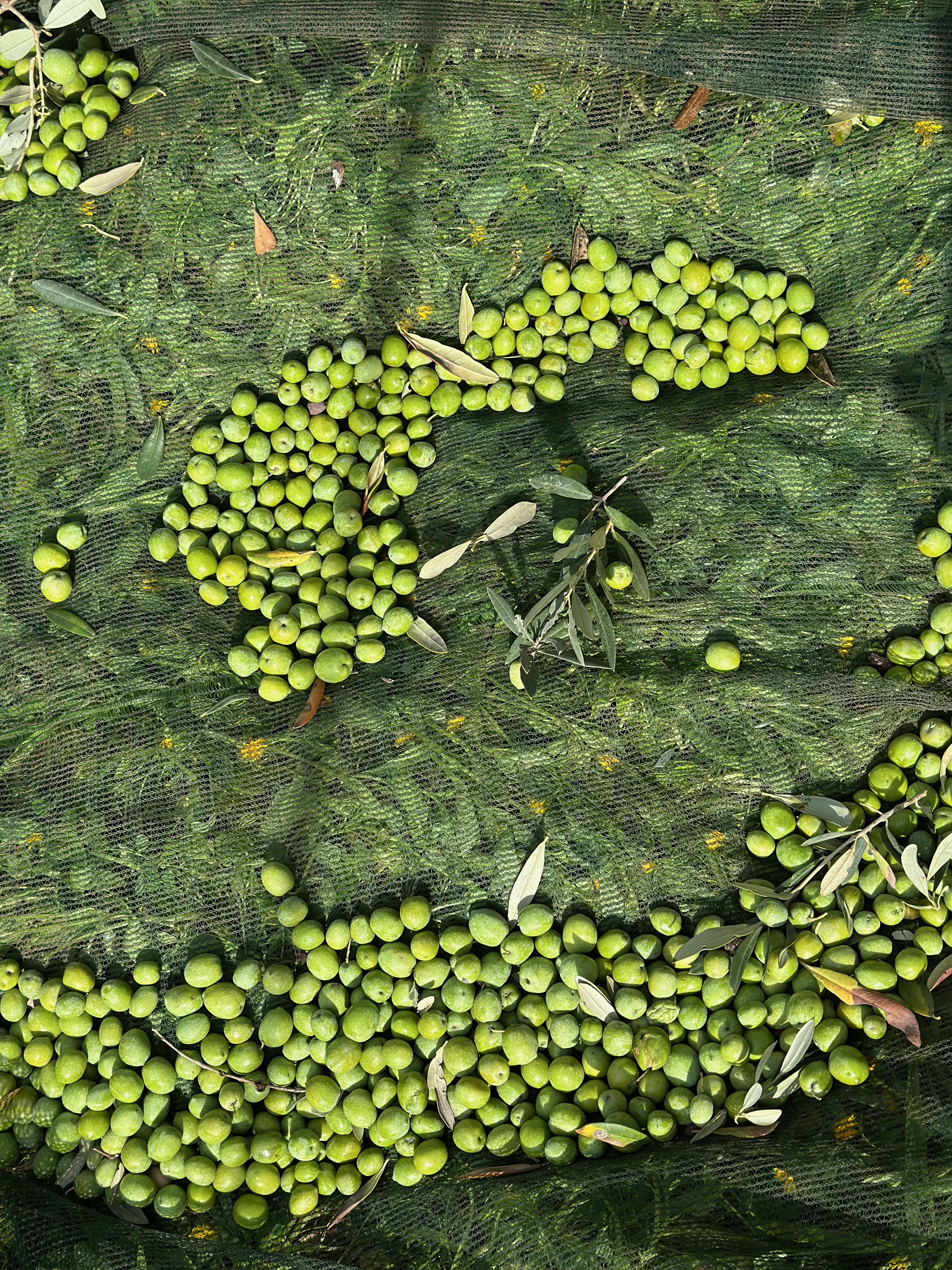 Freshly harvested olives on the net