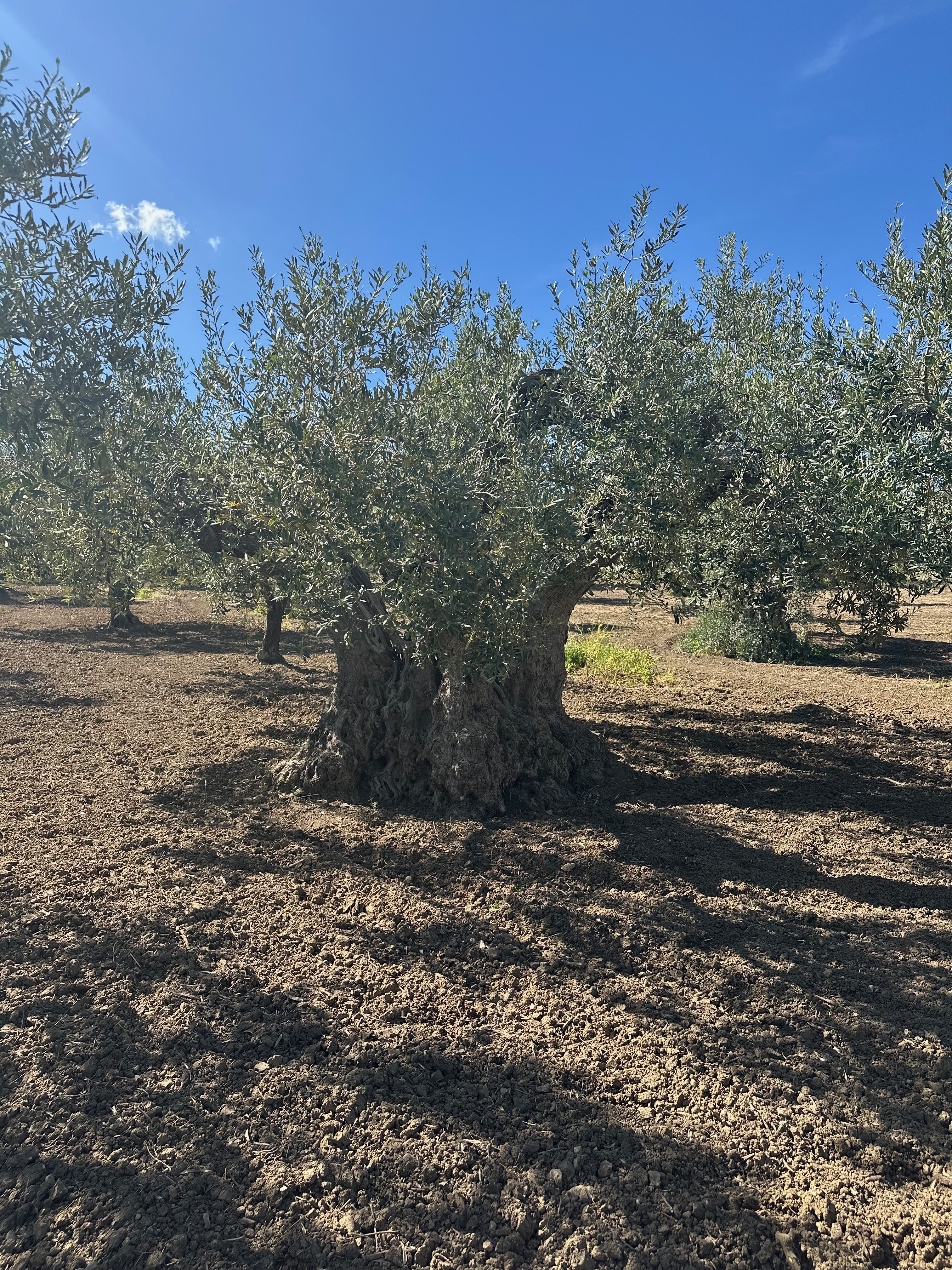 Ancient olive tree in Sicily